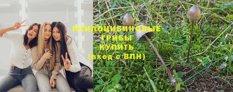 гидра ссылки  Коммунар  Псилоцибиновые грибы Psilocybe 